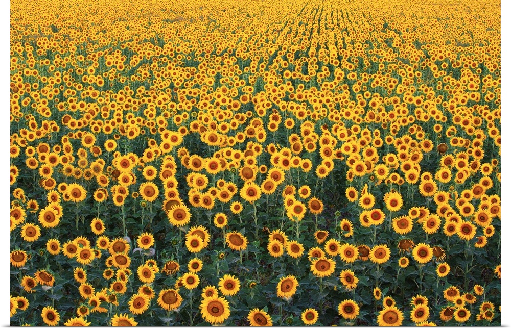 Sunflower Field In Bloom