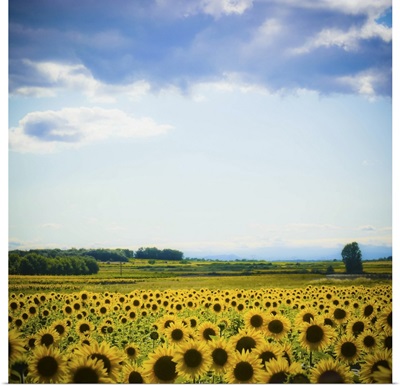 Sunflower field in France.