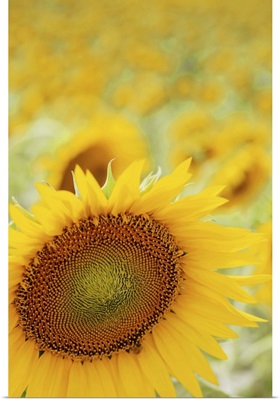 Sunflower in field, close up, Cingoli.