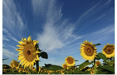 Sunflowers fields against blue sky.