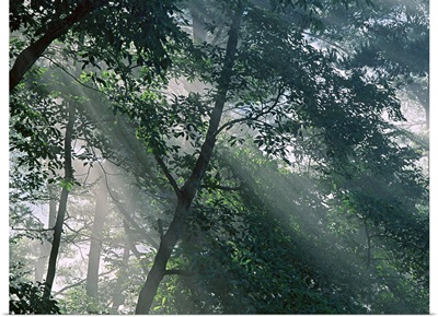 Sunlight Streaming Through the Leaves of Trees