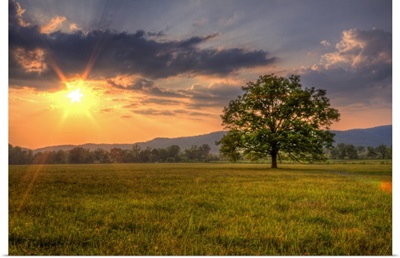 Sunset behind lone tree in field, Great Smoky Mountains National Park.