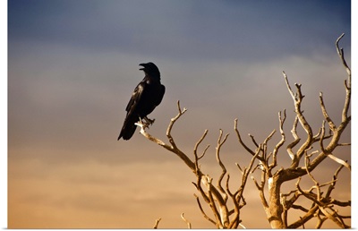 Sunset of a raven perched on a barren tree branch in the Grand Canyon.