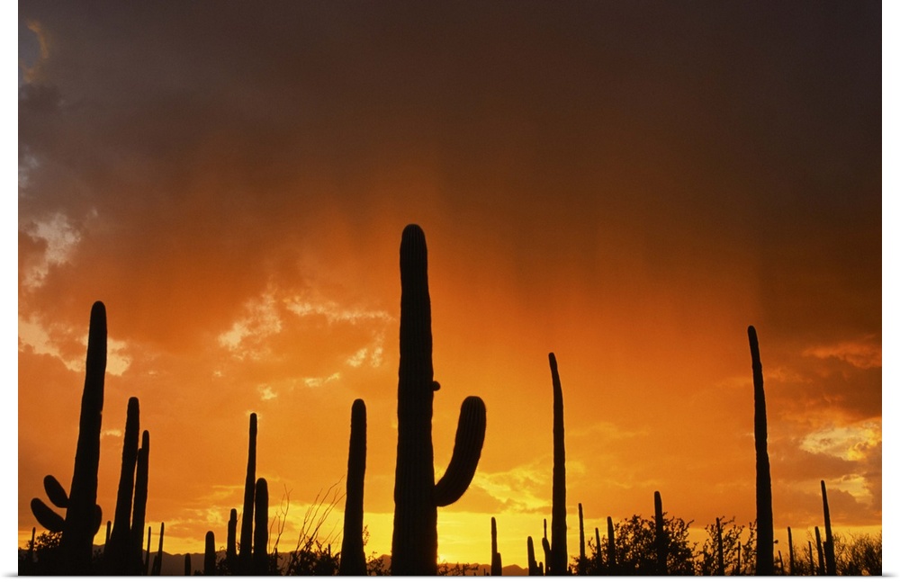 Sunset over giant saguaros, Saguaro National Monument, Arizona