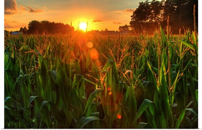 Sunset over late summer harvest of corn.