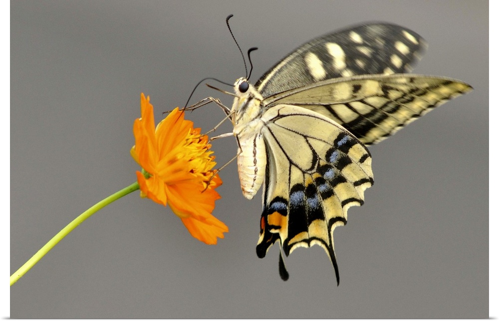 Swallowtail butterfly on cosmos flower in japan.