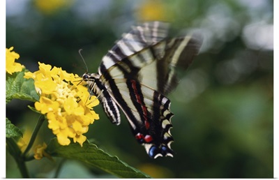 Swallowtail with beating wings on a yellow flower.
