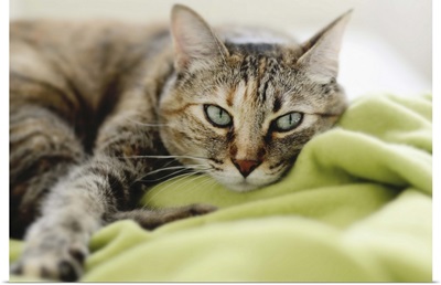 Tabby cat on green blanket.