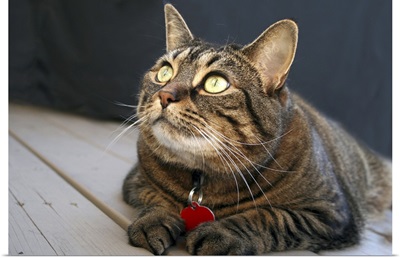 Tabby Cat with Yellow Eyes