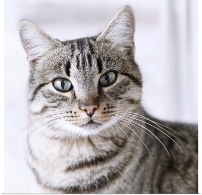 Tabby gray cat and green eyes.