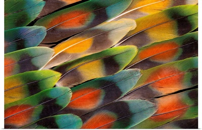 Tail Feather Design And Pattern Of Many Varities Of Lovebirds