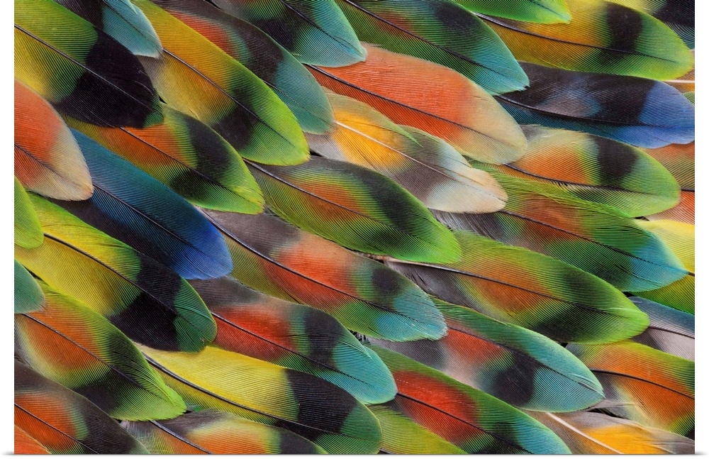 Tail feather design and pattern of many varities of Lovebirds photographed in Sammamish, WA