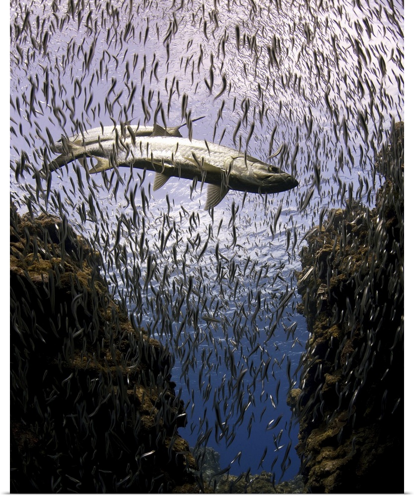 Tarpons in paradise of small fish underwater.