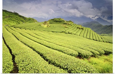Tea plantation, Taiwan.