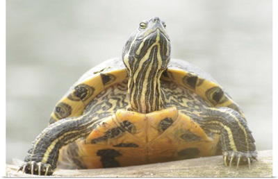 Terrapin turtle enjoying sunshine.