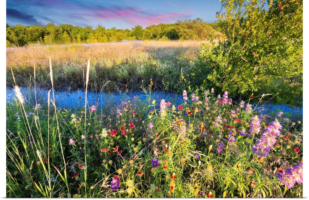 Colorful Texas wildflowers in early dawn light after severe spring flooding,