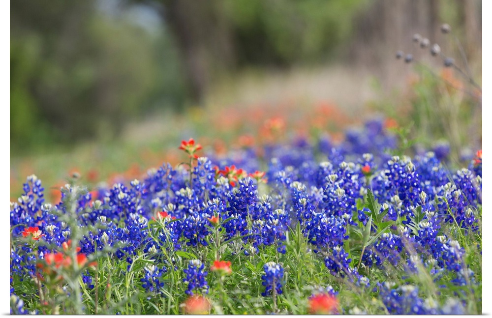 Texas wildflowers in bloom along a dirt road in rural Texas.