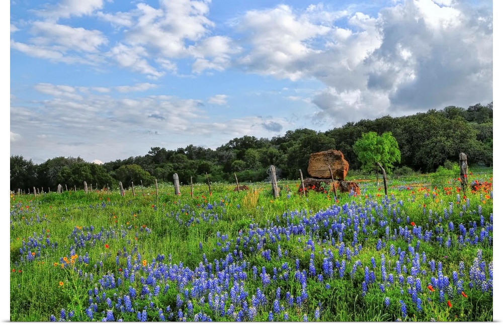 View of Texas wildflowers in Burnet, Texas.
