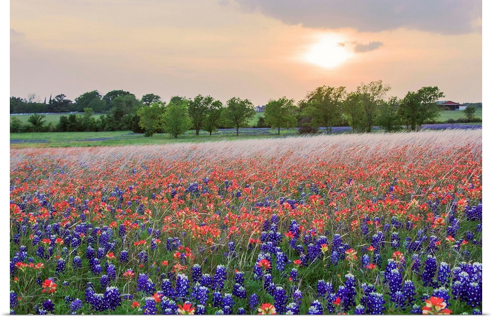 A Field of Texas Wildflowers Spring 2014.