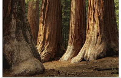 The Bachelor and Three Graces, four giant sequoias in Mariposa Grove.
