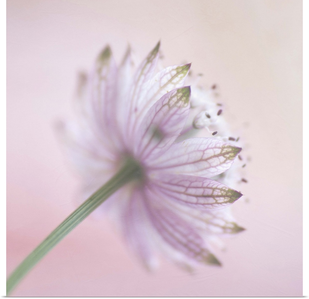 The back view of a  soft pink 'Astrantia major'  flower.Soft textures added during processing.