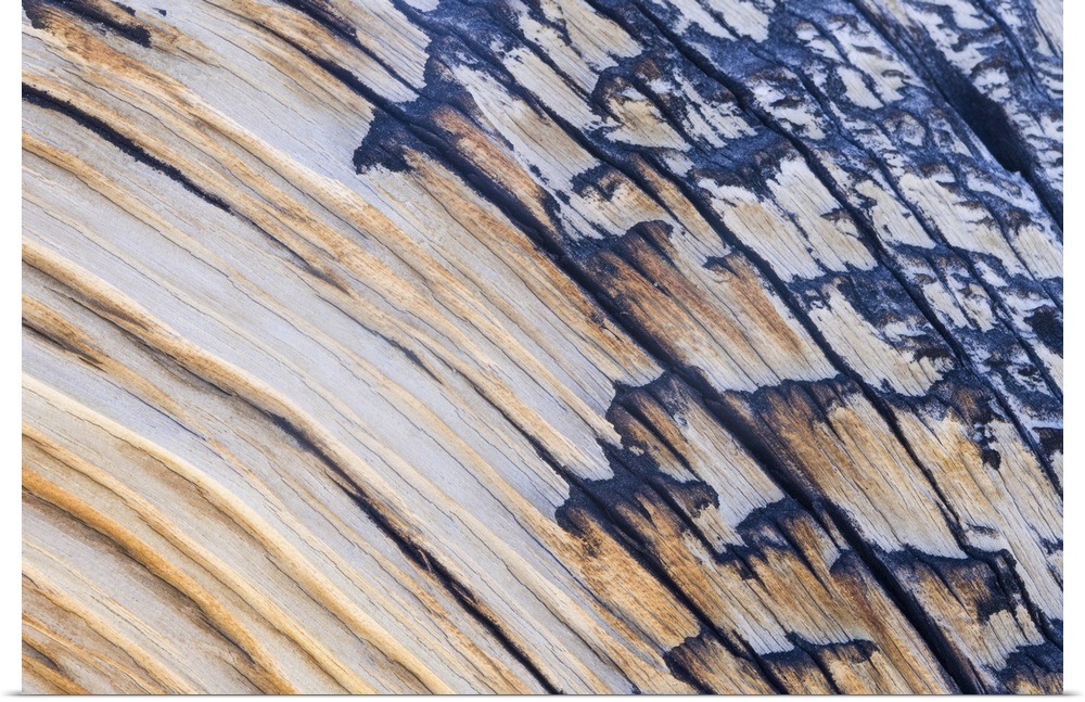 Up-close photograph of rings and splinters of peeling lumber on tree.