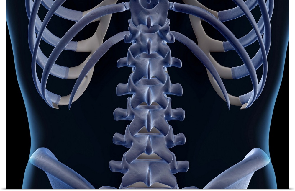 The bones of the lower back