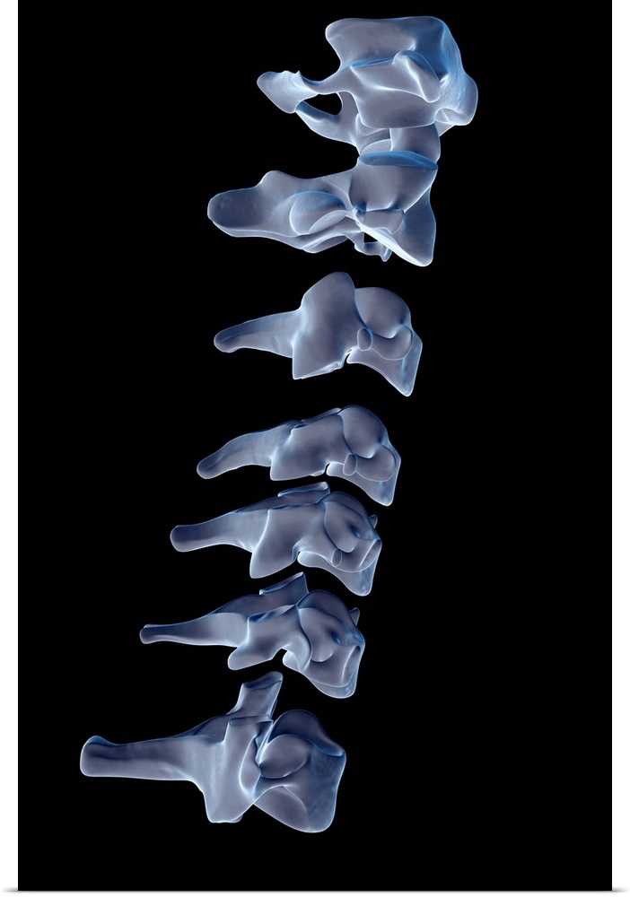 The cervical vertebrae