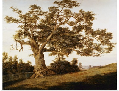 The Charter Oak By Charles De Wolfe Brownell