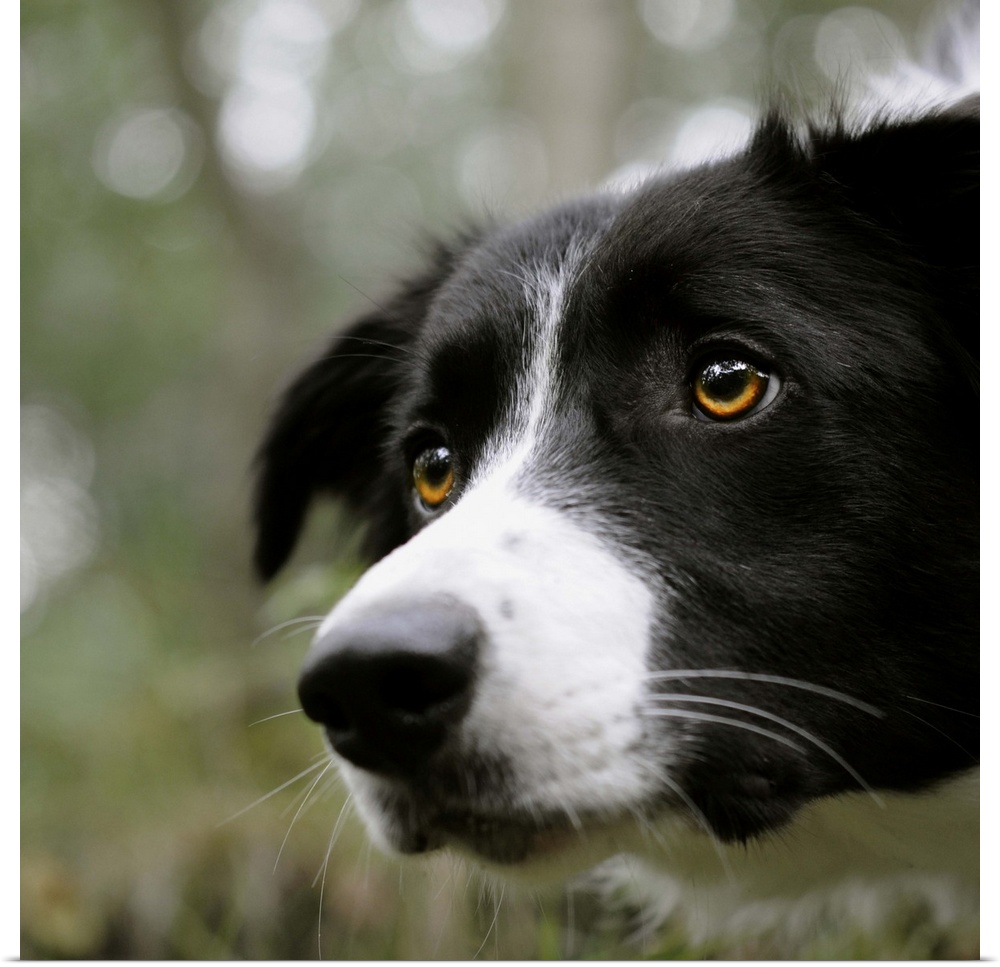 Border Collie dog with beautiful clear eyes showing intense concentration, face filling frame with soft natural background.