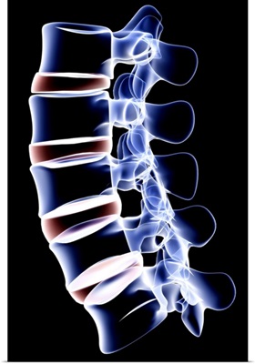 The lumbar vertebrae