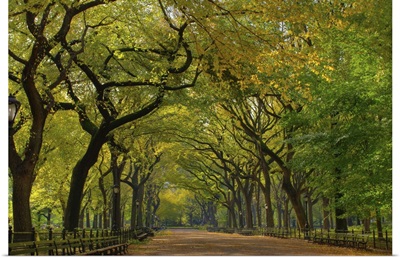 The Mall in New York City's Central Park during summer