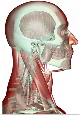 The musculoskeleton of the head, neck and face