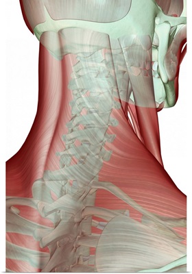 The musculoskeleton of the neck