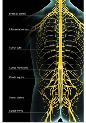 The nerve supply of the trunk