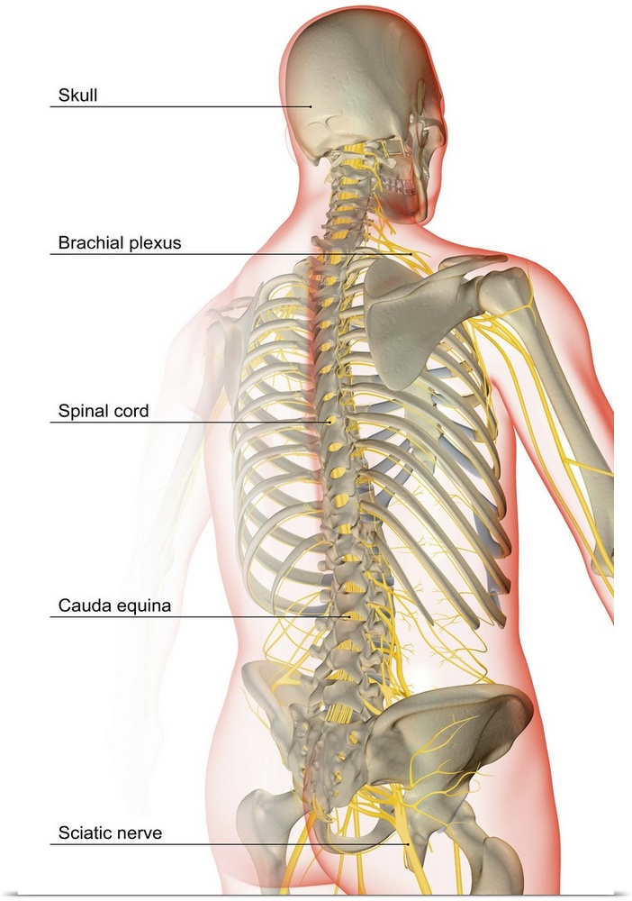 The nerve supply of the upper body