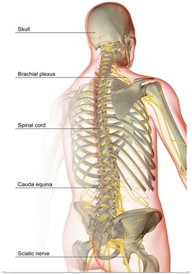 The nerve supply of the upper body