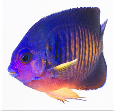 The two-spined angelfish is also commonly called coral beauty angelfish.