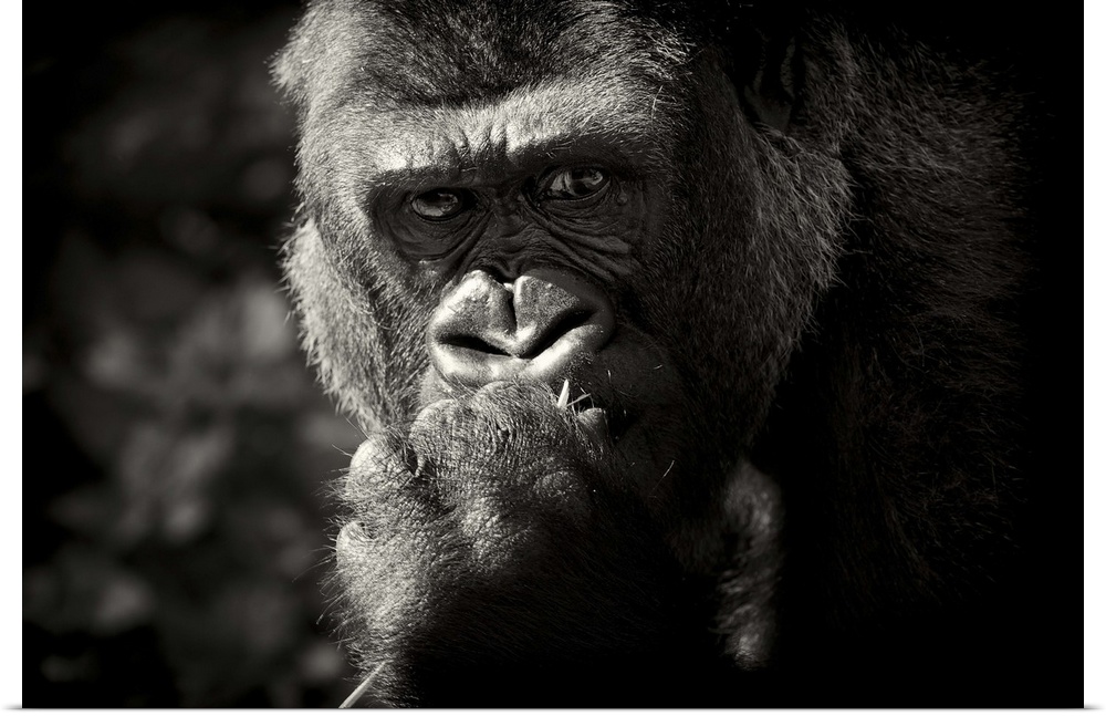 Thoughtful looking Gorilla.