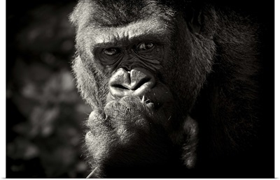 Thoughtful looking Gorilla.