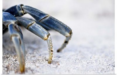 Three blue crab legs stand on a rock, close up
