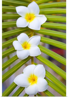Three fragipani flowers on palm leaf.