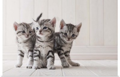 Three grey tabby kittens