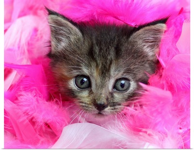 Three month old tabby kitten with face surrounded by pink feathers.