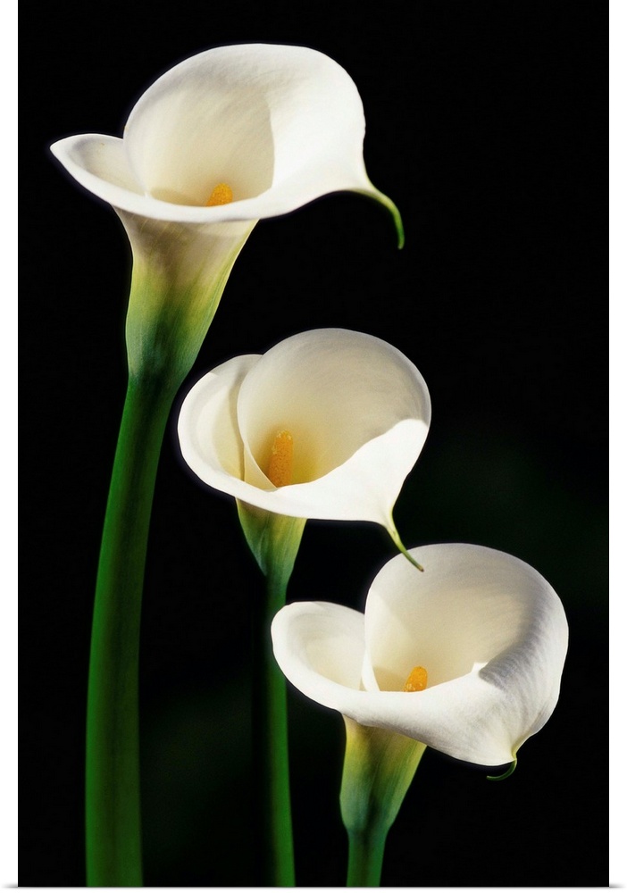Three White Calla Lilies