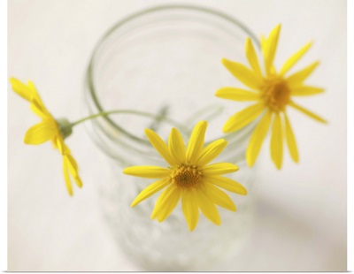 Three yellow daisies in glass jar.