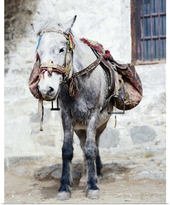 Tibetan Horse