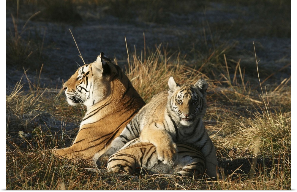 Tigers (Panthera tigris) cub lying on his mothers back. Tiger Canyon Philippolis, Free State Province, South Africa