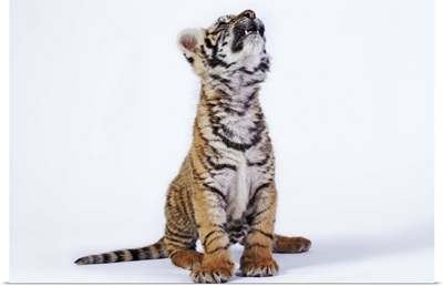 Tiger cub, South Africa