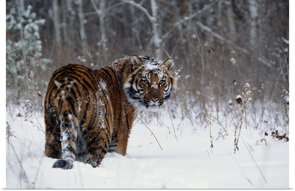 Tiger (Panthera tigris) standing in deep snow